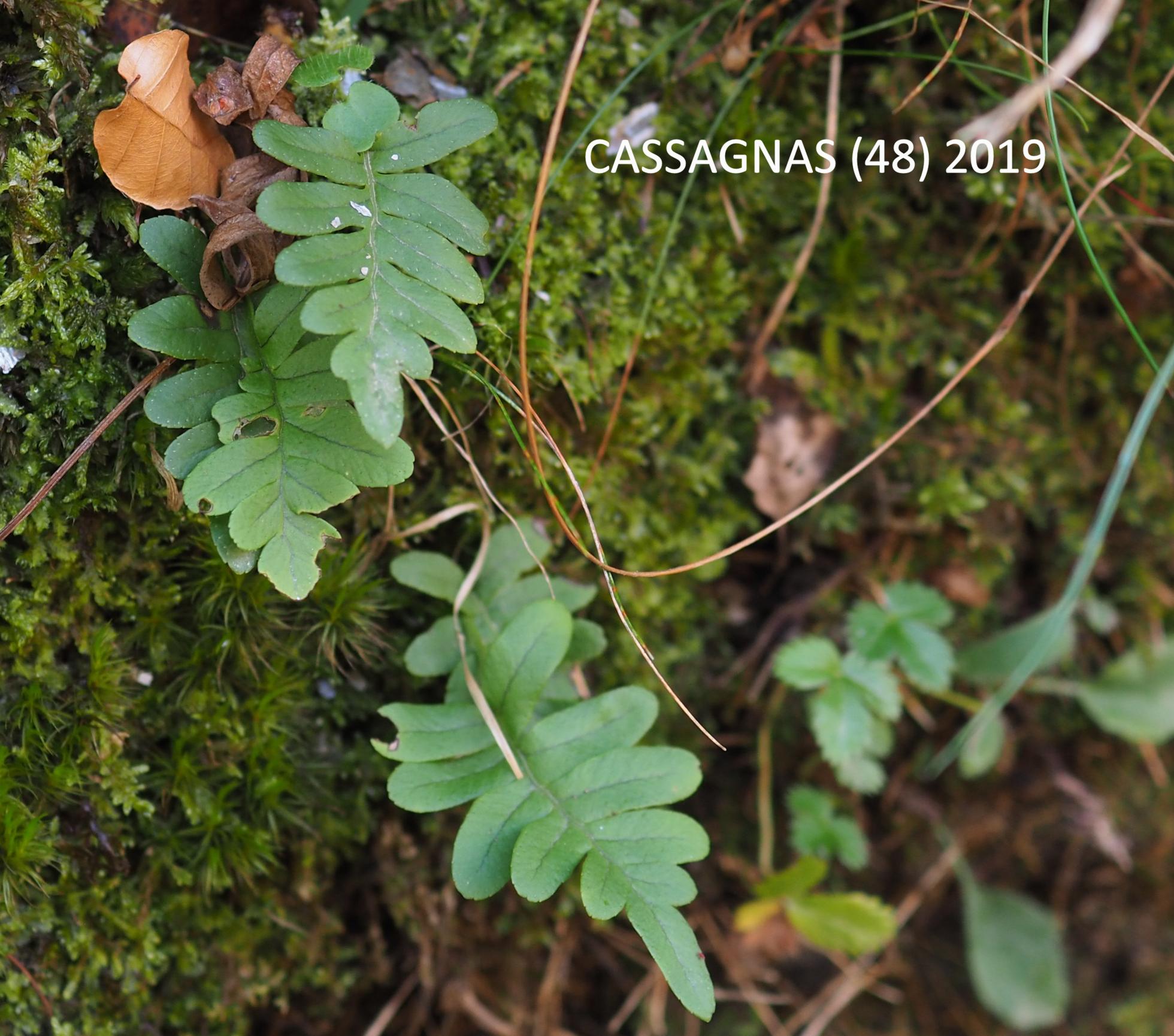 Polypodium, Southern